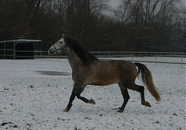 Balchoth
