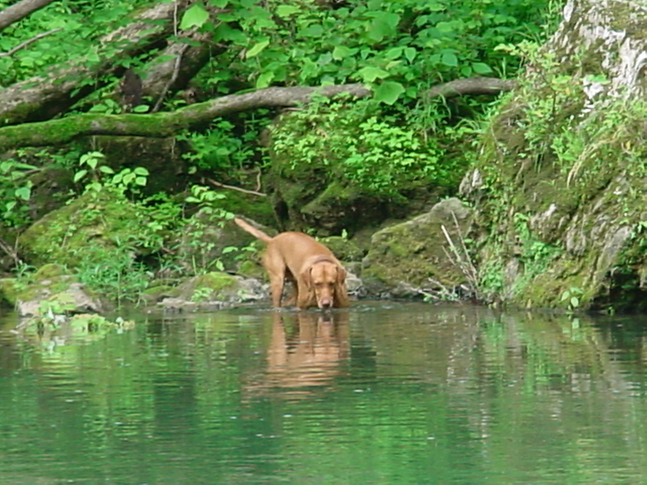 Loverboy enjoying the river bank