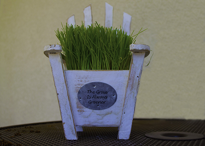 Grass