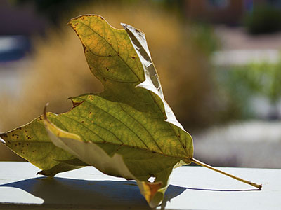 Leaf