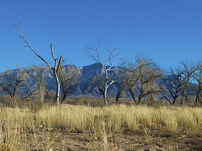 Sandias