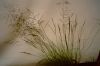 African_lovegrass