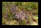 Australian Bugle
