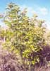 Broad-leaf Privet