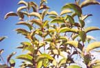 Broad-leaf Privet
