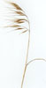 Bromus Diandrus