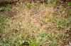 Bromus Grass