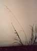Bromus Molliformis