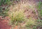 Chilean Needlegrass