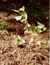 Common Sow Rosette