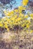 Cootamundra Wattle