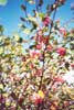 Cotoneaster
