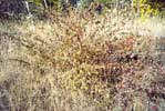 Cotoneaster