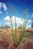 Fleabane