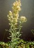Fleabane