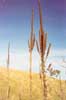 Great Mullein