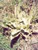 Great Mullein