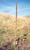 Great Mullein