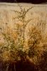 Hawthorn