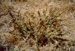Horehound