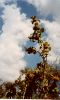 Horehound