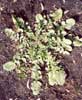 Indian Hedge Mustard