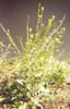 Indian Hedge Mustard