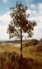 Kurrajong