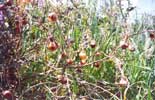 Narrawa Burr