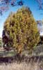 Native Cherry