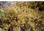 Native Raspberry