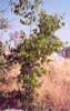 Nettle Tree