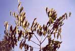 Nettle Tree