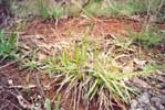 Hairy Panic Grass