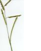 Paspalum Seed head