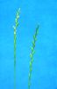 Tall Fescue