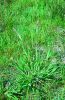 Tall Fescue
