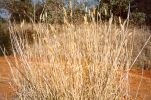 Phalaris