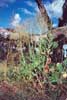 Prickley Lettuce