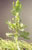 Prickley Lettuce