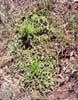 Safron Rosette Thistele