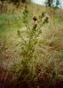 Spear Thistle