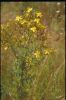 St John�s Wort