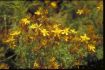St John�s Wort