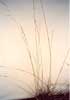Tall Fescue