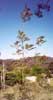 Tree of Heaven