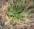Viper�s Bugloss