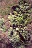 Viper�s Bugloss