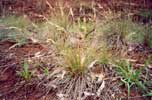 Wallaby grasses