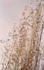 Wild Oat